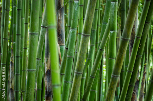 the bamboo forest
