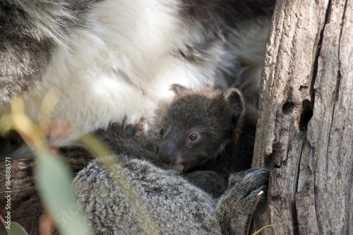 Fototapeta Naklejka Na Ścianę i Meble -  koala and joey