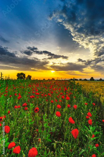 Beautiful red poppies field sunrise panoramic view, Alsace, France