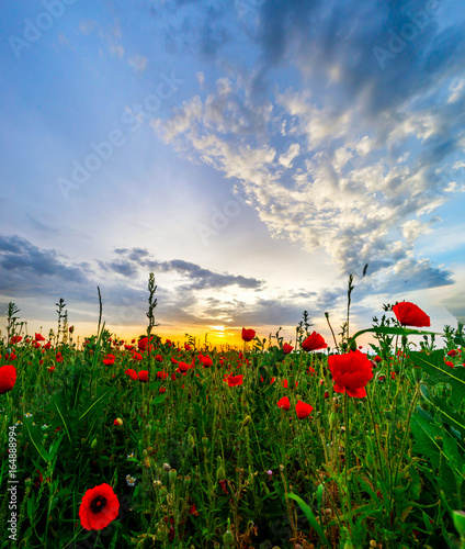 Beautiful red poppies field sunrise panoramic view, Alsace, France photo