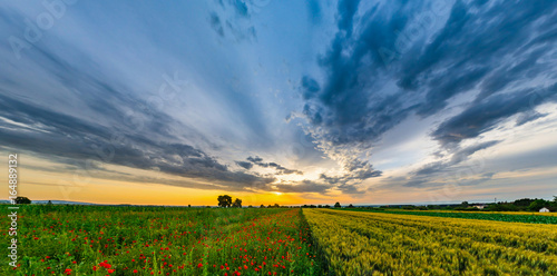 Fototapeta Naklejka Na Ścianę i Meble -  Beautiful red poppies field sunrise panoramic view, Alsace, France
