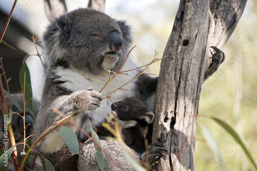 Fototapeta Naklejka Na Ścianę i Meble -  koala and joey