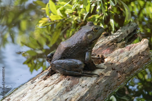 Closeup of Toad sitting on Log on the Water's Edge photo