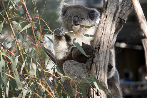 Fototapeta Naklejka Na Ścianę i Meble -  koala and joey