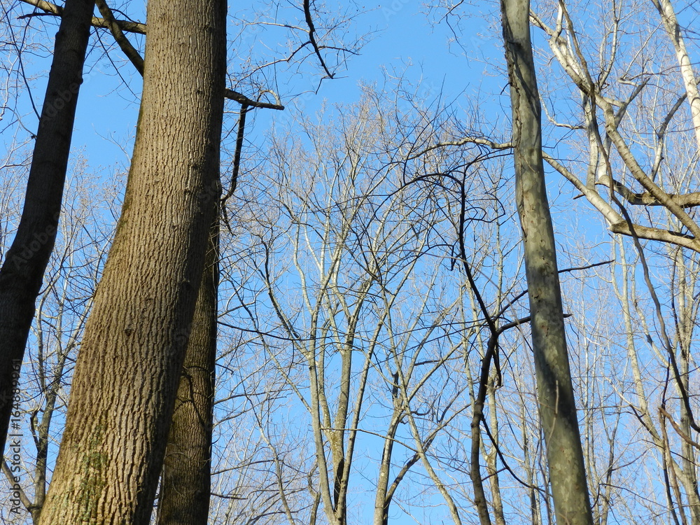 Obraz premium Trees And Sky