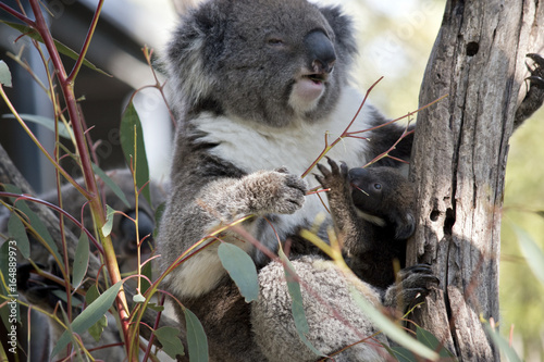 Fototapeta Naklejka Na Ścianę i Meble -  koala and joey