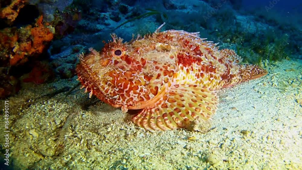 Marine life Underwater scorpion fish very quiet on the sand - scuba diving Marine life Underwater scorpion fish very quiet on the sand - scuba diving