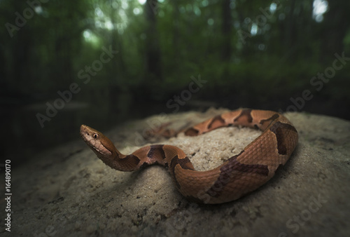 Southern copperhead snake (Agkistrodon contortrix) on a sand bank by a stream, Florida, America, USA photo
