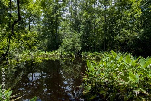 Florida everglades swamp with green plants 