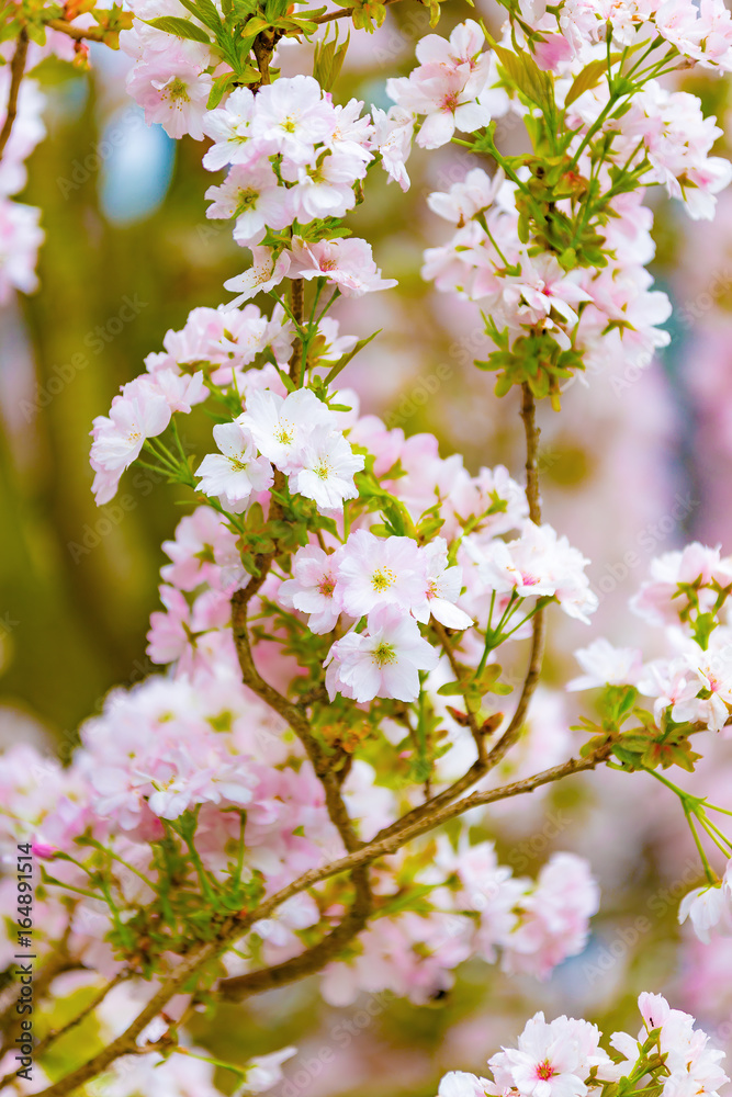 Fototapeta premium Spring blossoms, pink flowers.