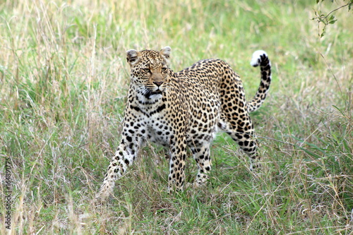 Léopard femmelle à la chasse dans une réserve privée en Afrique du Sud