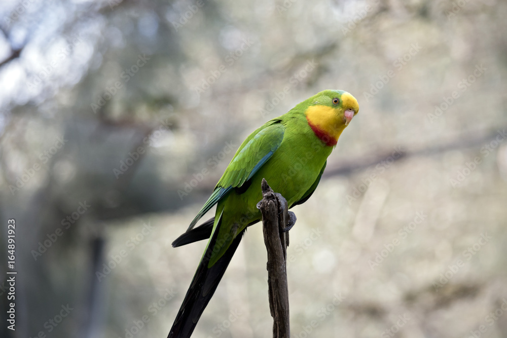 Naklejka premium superb parrot