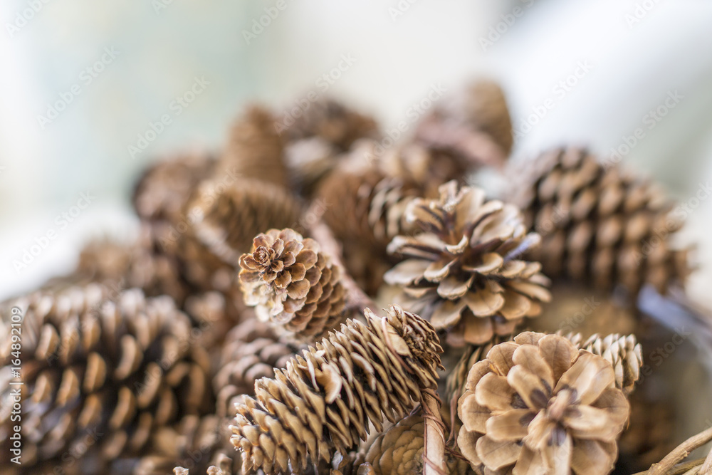 Detail on Pine Cones Detail on Pine Cones