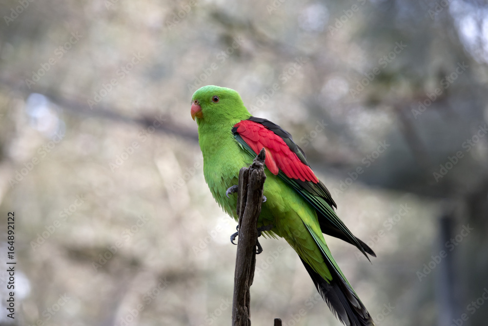 Fototapeta premium red winged parrot