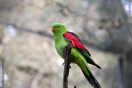red winged parrot