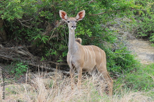 femelle kudu sur ses gardes dans une réserve privée en Afrique du Sud