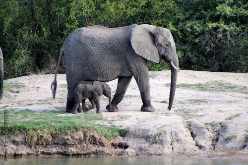 Mère éléphant avec son petit dans une réserve en Afrique du Sud