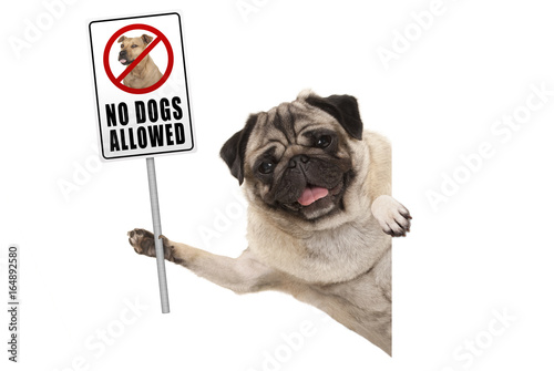 Canvas Print smiling pug puppy dog holding up prohibitory no dogs allowed sign, isolated on w