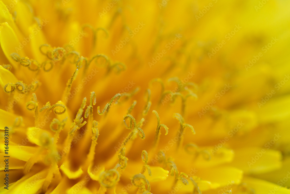 Yellower flower stamens close up Yellower flower stamens close up