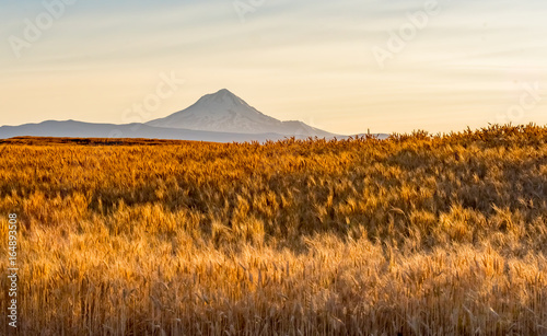 Wheat Field Ready to Harvest in Central Oregon 