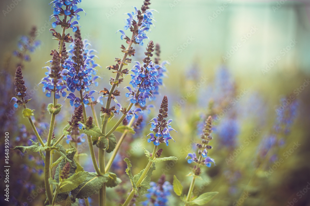 Obraz premium flower