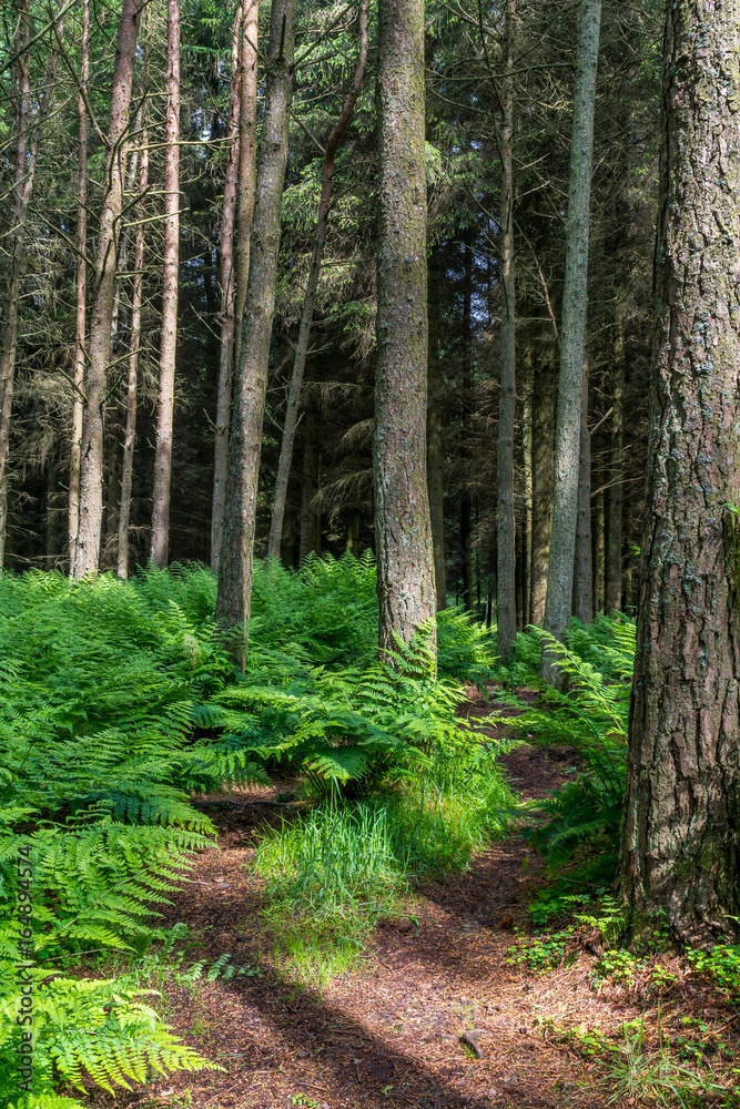 Fern in woods. Fern in woods.