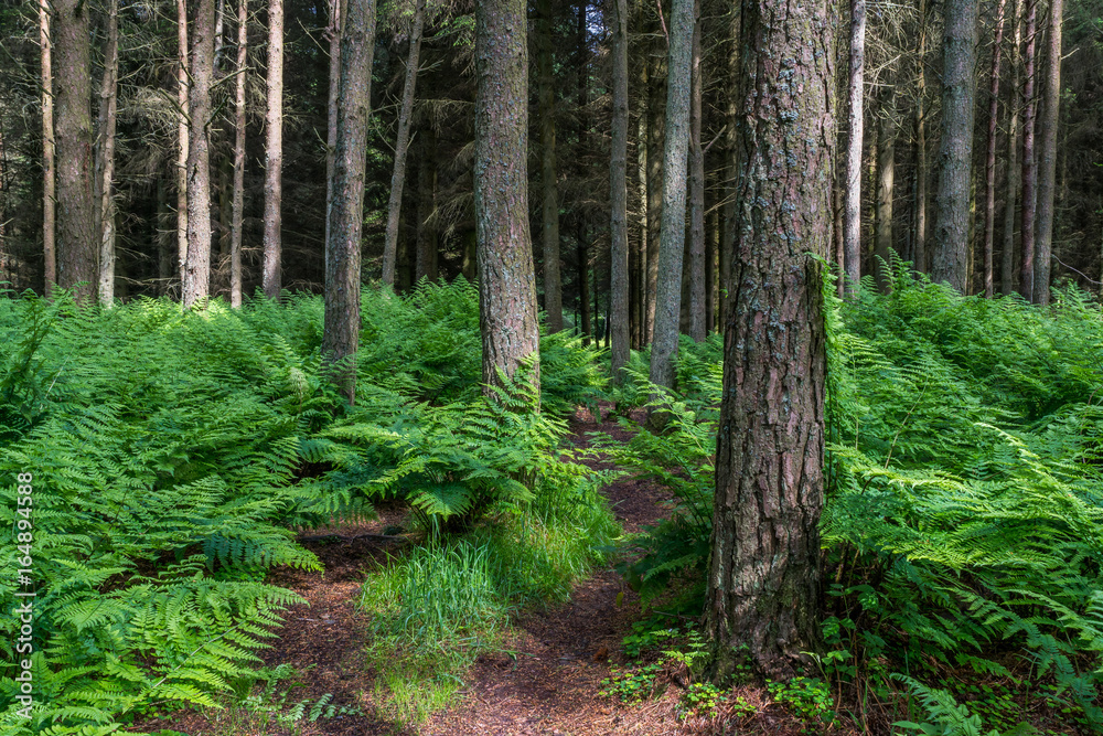Fototapeta premium Ferns amongst trees.