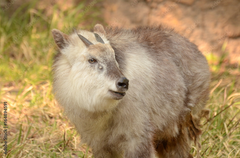 Fototapeta premium ニホンカモシカ