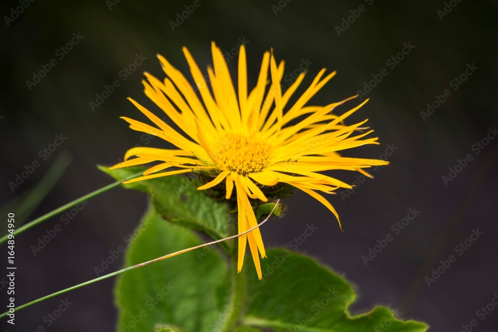Красивый желтый цветок в зеленой траве., Растения в дикой природе
