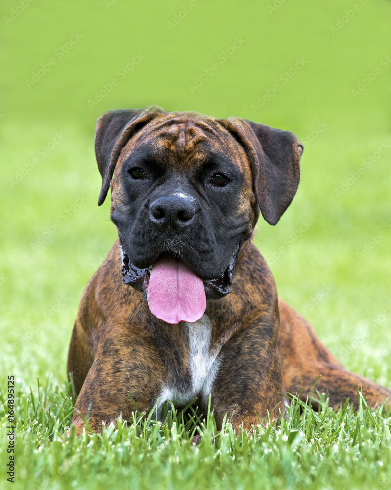 Purebred Boxer puppy dog lying in grass on a warm summer day. Purebred Boxer puppy dog lying in grass on a warm summer day.