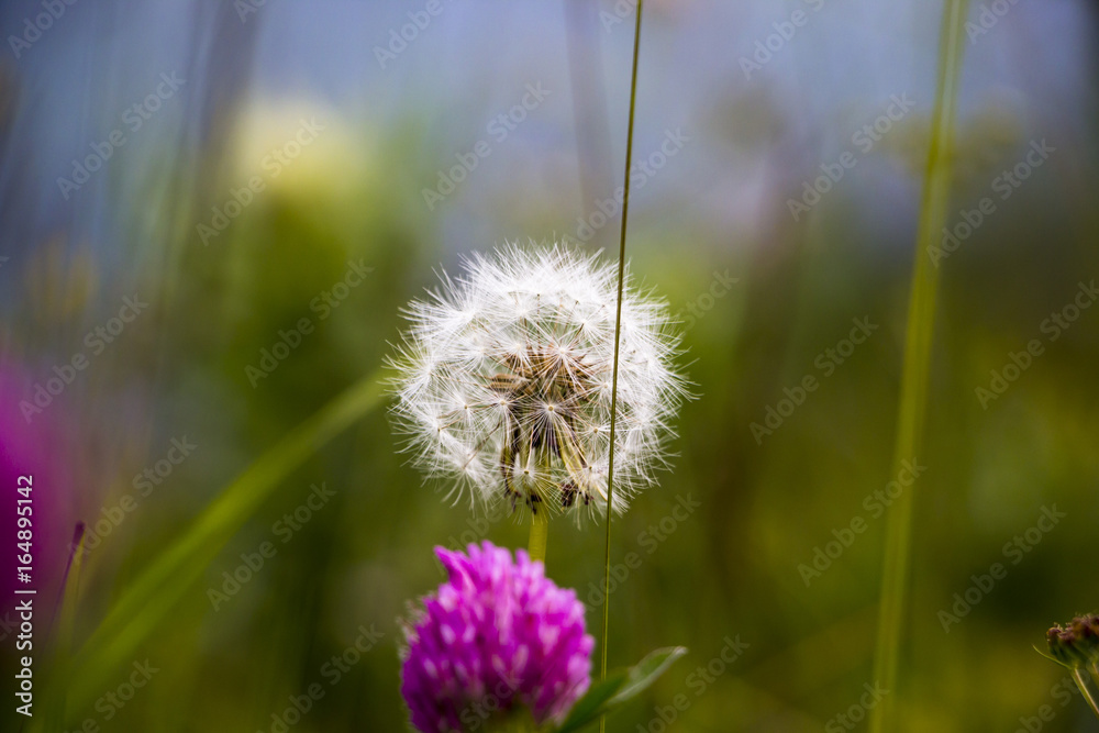 Одуванчик, красивый цветок на зеленой поляне, Растения в дикой природе