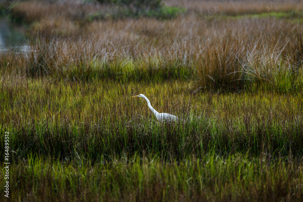 Fototapeta premium eating egret