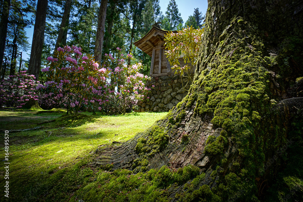Koyasan Koyasan