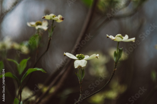 Spring dogwood blooms in Texas photo