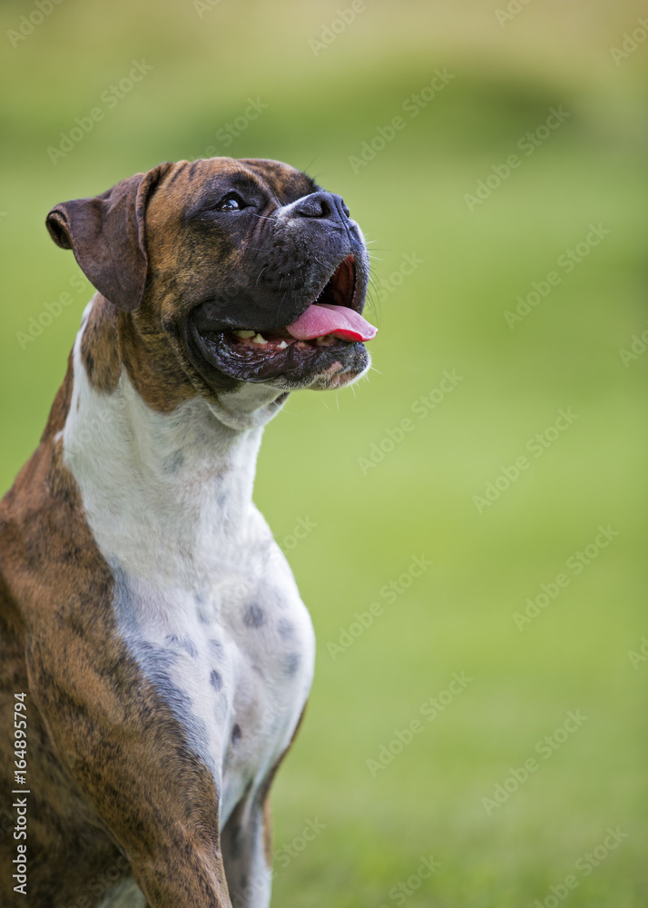 Purebred Boxer puppy dog sitting in grass on a warm summer day.