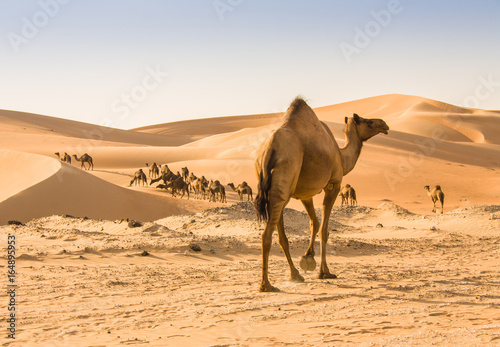 Print op canvas camel in liwa desert
