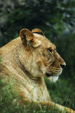 Lioness in an open-air cage in a safari park, selective focus