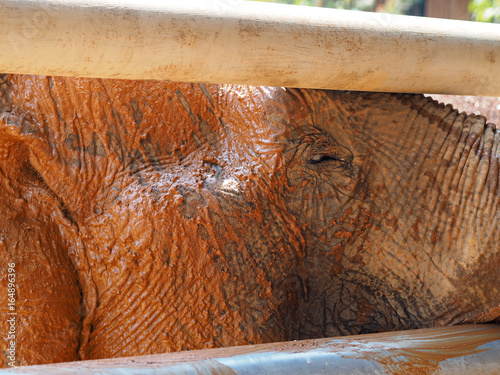 elephant nature park photo