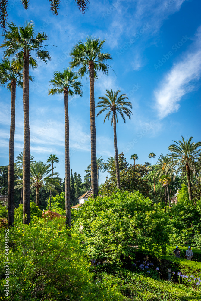 Palm trees with a blue sky in Seville, Spain, Europe