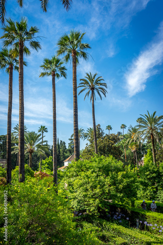 Palm trees with a blue sky in Seville  Spain  Europe