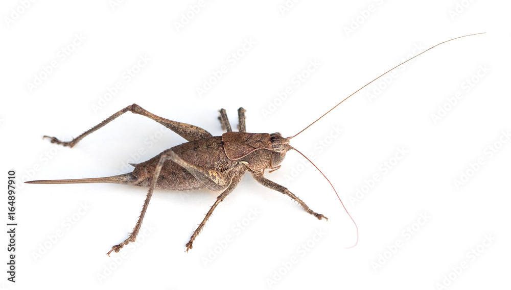 Least Shieldback Katydid Least Shieldback Katydid