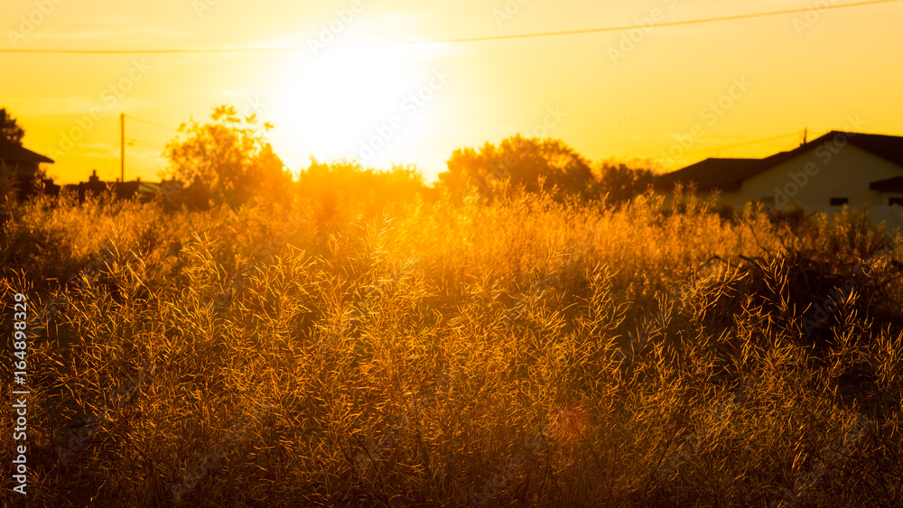 Obraz premium Morning