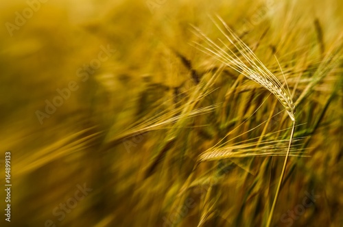 Barley  field  movement