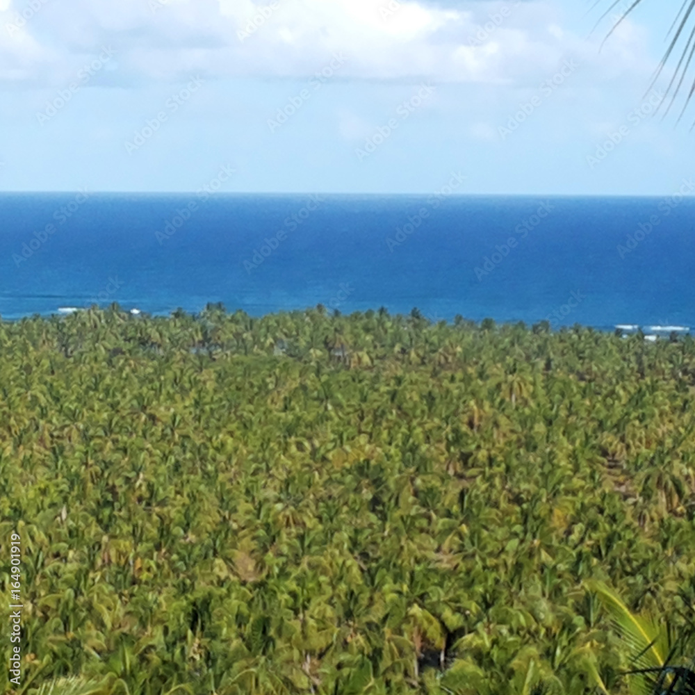 Coconut farm Coconut farm