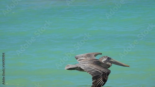 SLOW MOTION, CLOSE UP: Stunning brown Mexican pelican flapping wings flying close above the sea surface, Yucatan peninsula, Mexico. Detail of beautiful wild bird soaring in the sky above the ocean
