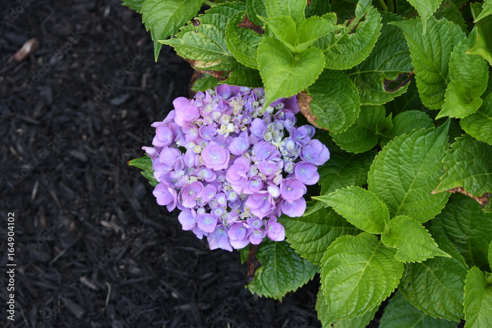 Purple flowers Purple flowers