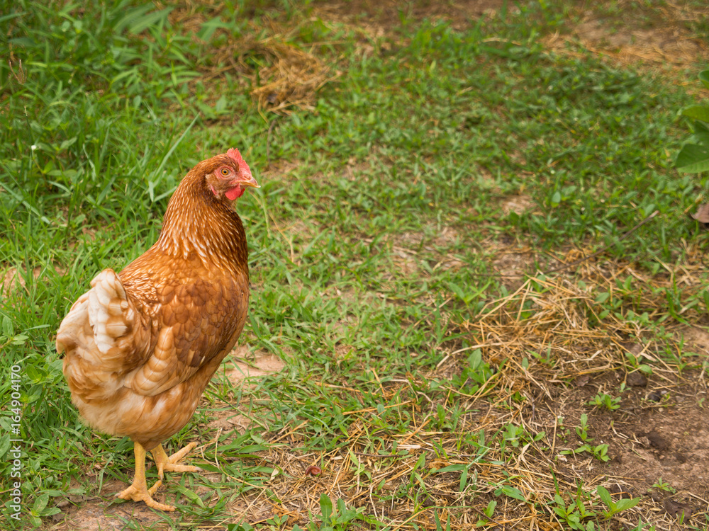 Fototapeta premium Chicken Egg Standing on The Lawn
