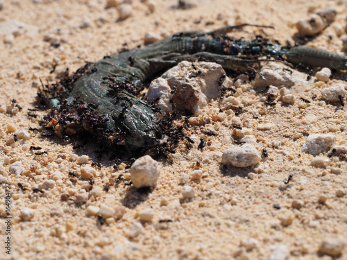 dead saurian