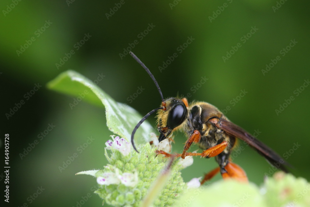 Great Golden Digger Wasp Great Golden Digger Wasp