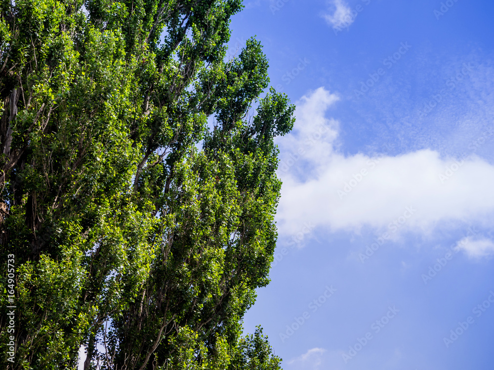 Cut section of Poplar tree against blue sky for background